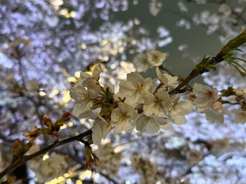 IMG_8981.jpeg